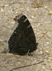 Mourning Cloak